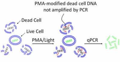 Advances and Challenges in Viability Detection of Foodborne Pathogens